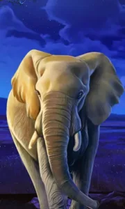 African Elephant